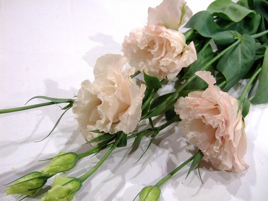 トルコ ヤエ P ＆ R マキアピンクニガタ 2L60 (ピンク)｜東京店