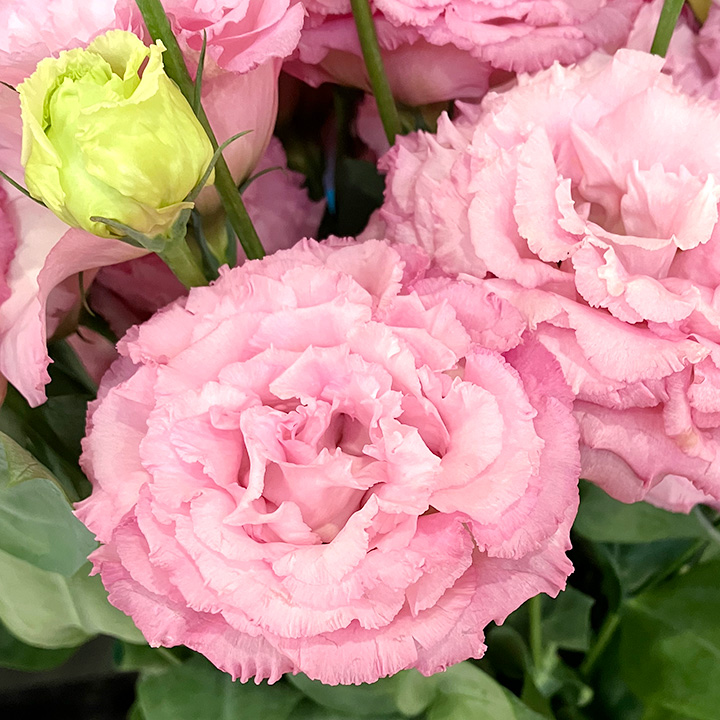 トルコ ヤエ P ＆ R セレブピンクミミ 703輪 (ピンク)｜大阪店