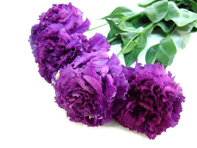 トルコ　ヤエ　ムラサキ ボヤージュブルー ﾘｮｳ60CM (紫)