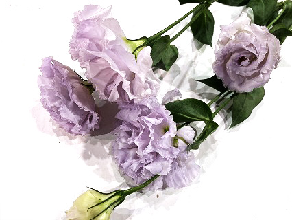 トルコ ヤエ ムラサキ セレブリッチラベンダー 70cm (淡紫)｜東京店