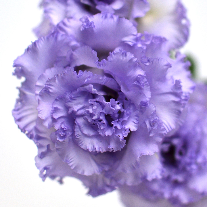 リシアンサス　八重ラベンダー ヤエラベンダー L 推奨産地