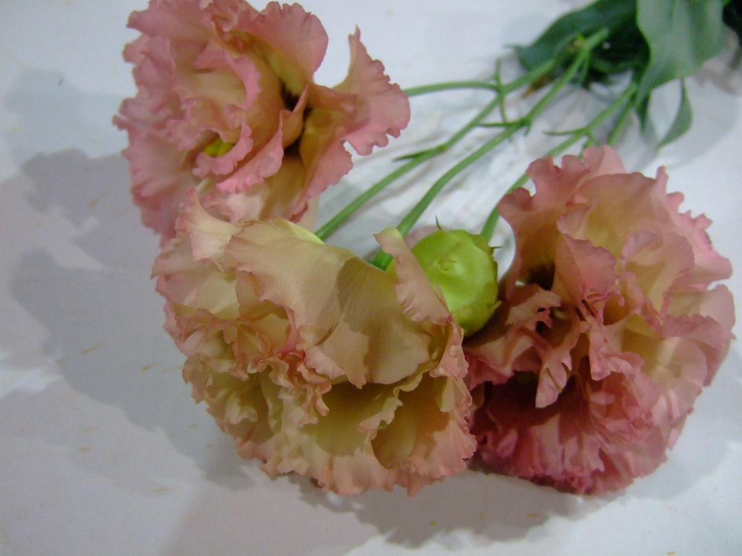 トルコヤエオリジナル　エグゼアンティークピンク 70CM (ピンク)