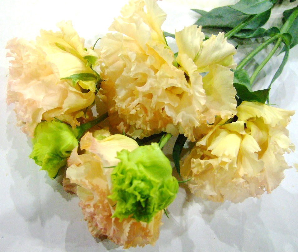 トルコヤエ　オリジナル マキアライトアプリコット 65CM (淡オレンジ)