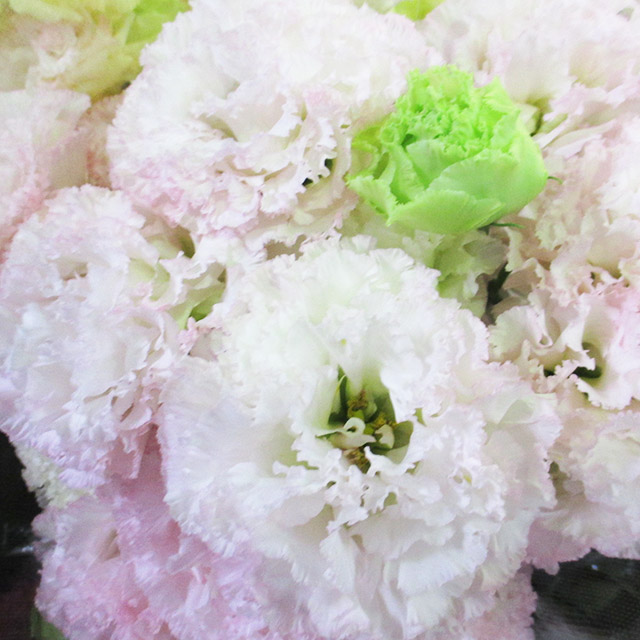 トルコ　ヤエ　オリジナル エヌエフマーモ　Ｐ 2L (ピンク)