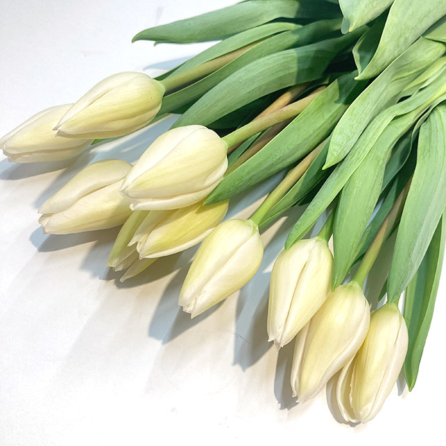 チューリップ　ホワイト ホワイトマ－ベル 秀２Ｌ (白)