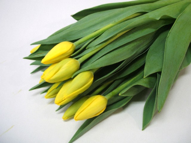 チューリップ　イエロー レデイマ－ゴツト 秀２Ｌ (黄色)