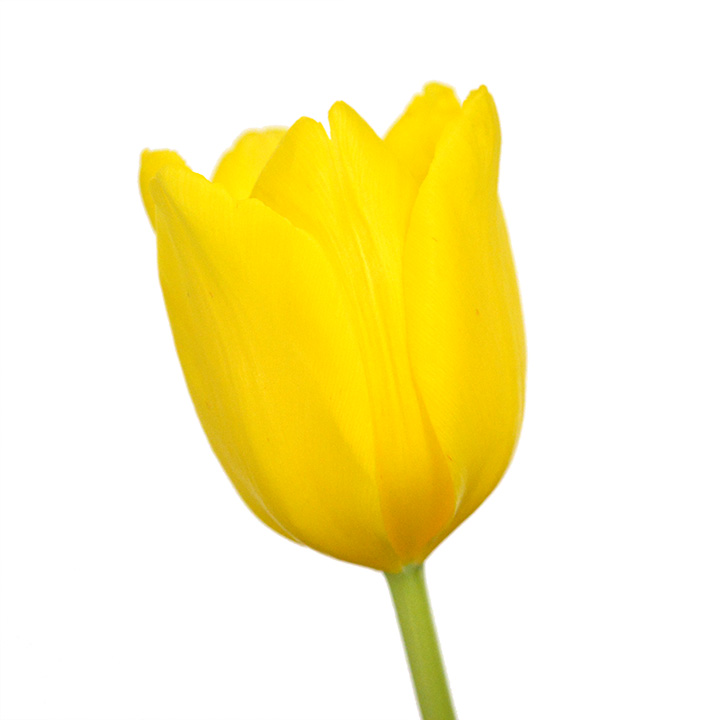 チューリップ　イエロー　2L 推奨産地【予約メニュー】