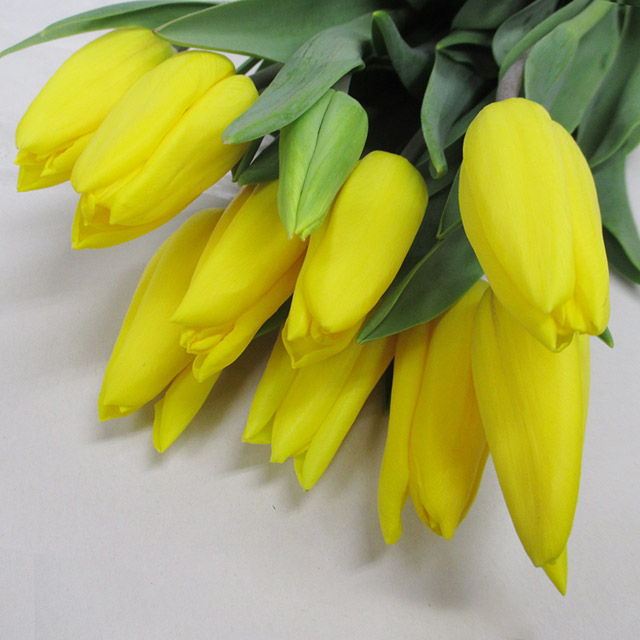 チューリップ　イエロー ストロングゴ－ルド 秀２Ｌ (黄色)