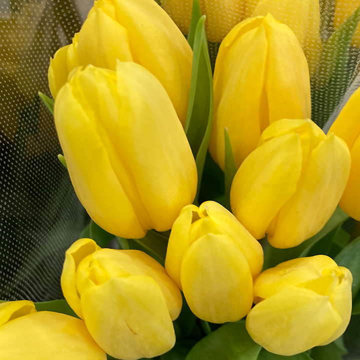 チューリップ　イエロー ストロングゴールド　2L 推奨産地【予約メニュー】