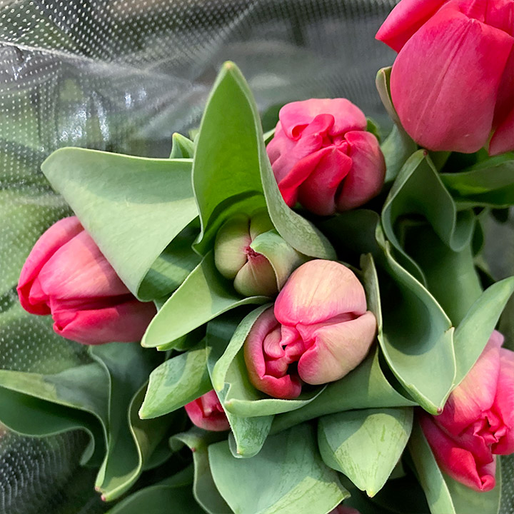 チューリップ　レッド カリー 秀２Ｌ (赤)