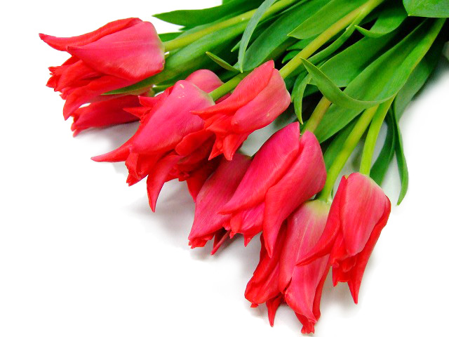 チューリップ　レッド プリティウーマン　2L 推奨産地【予約メニュー】