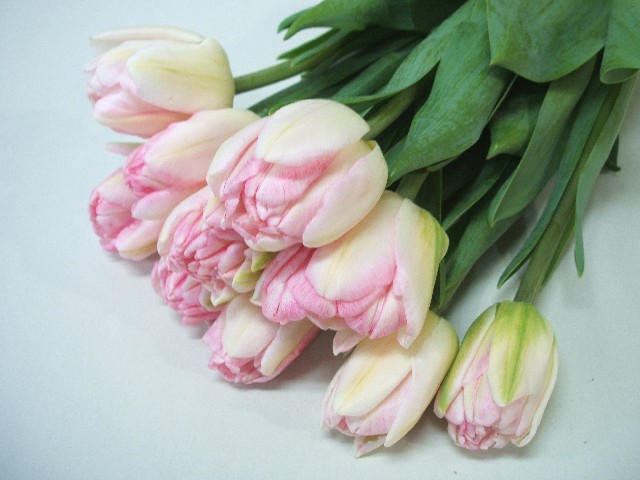 ★本日のおすすめ★チューリップ 八重 フォクストロット (ピンク)