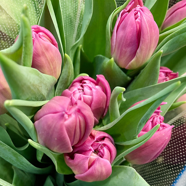 チューリップ　ピンク ダブルプリンセス 秀２Ｌ (濃ピンク)