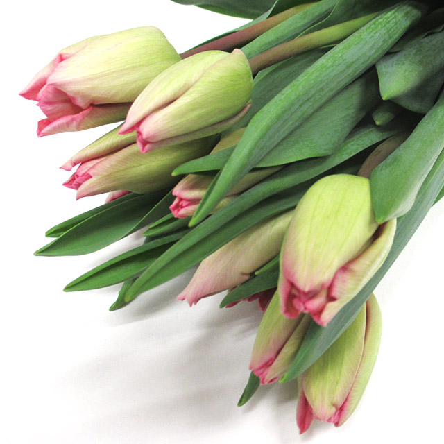 チューリップ　ピンク レザーゲーム　2L 推奨産地【予約メニュー】