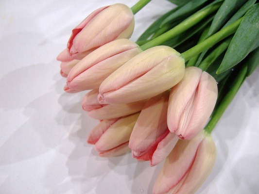 チューリップピンク　シシ 2L (ピンク)