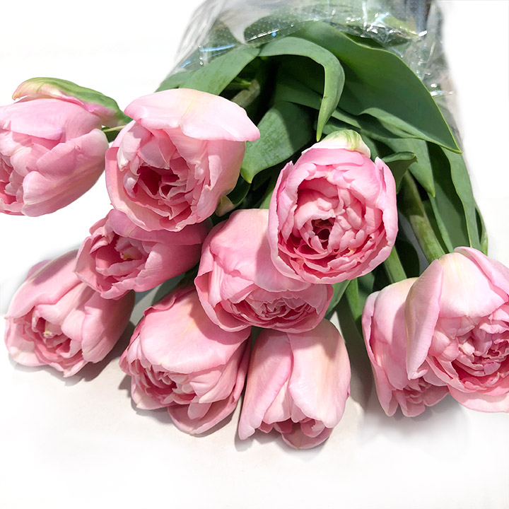 チューリップ　ピンク マリアージュ 秀2L (ピンク)