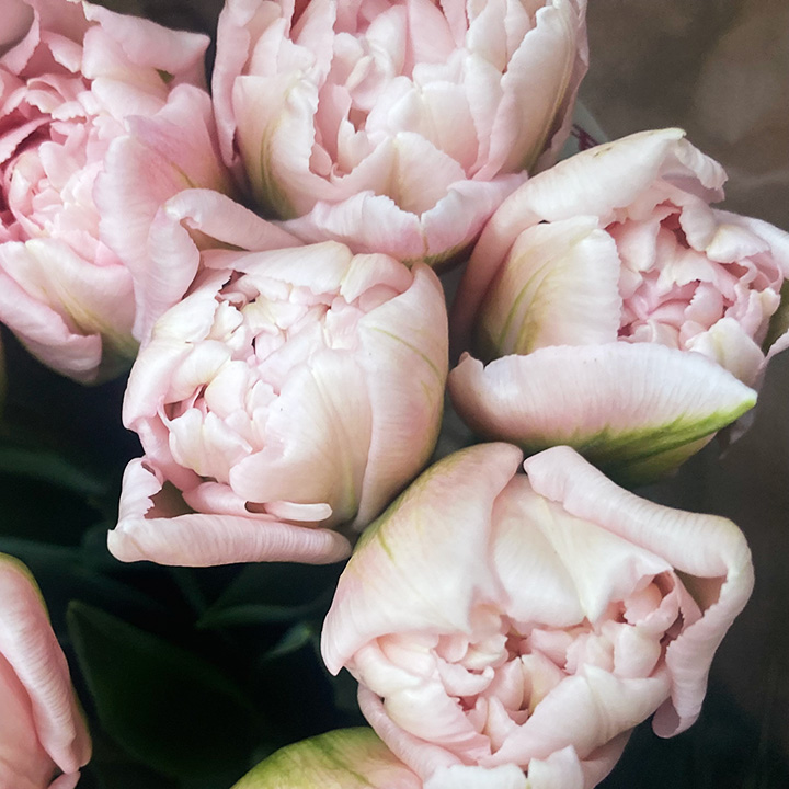 チューリップ　ピンク ドリーマー 秀45CM (ピンク)