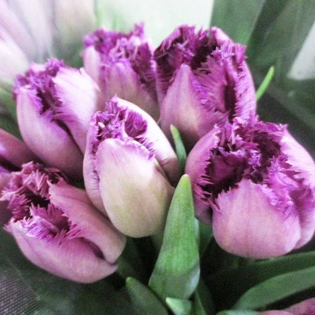 チューリップ　ムラサキ サンクレメンテ 2/4まで1　秀2L (淡紫)
