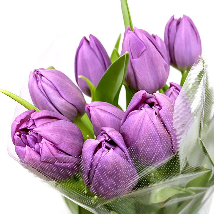 チューリップ　パープル　2L 推奨産地【予約メニュー】