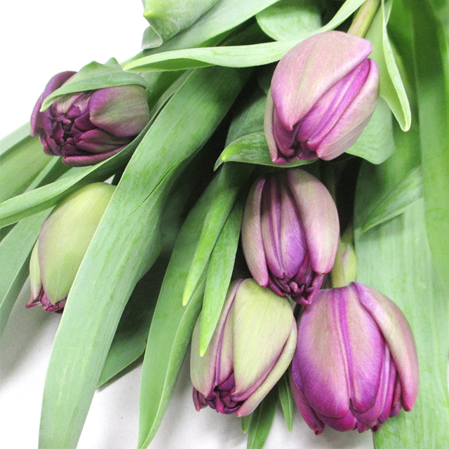 チューリップ　ムラサキ ブル－ダイヤモンド 3/11まで　1　秀2L (紫)