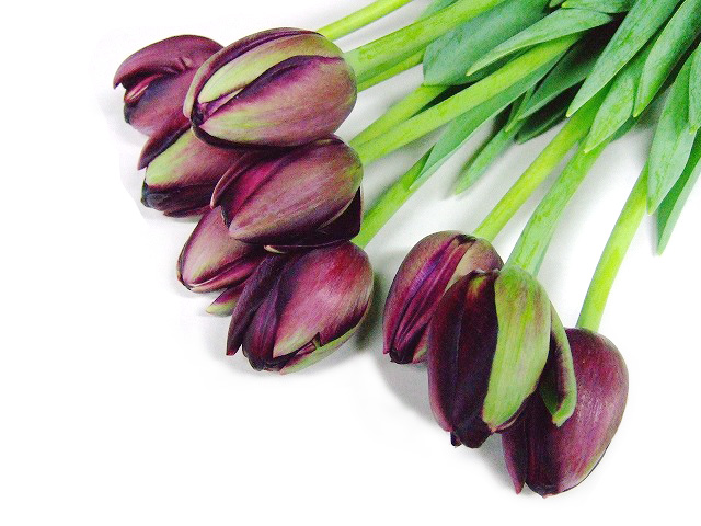 チューリップ　ムラサキ ブラックヒーロー 秀２Ｌ (濃紫)