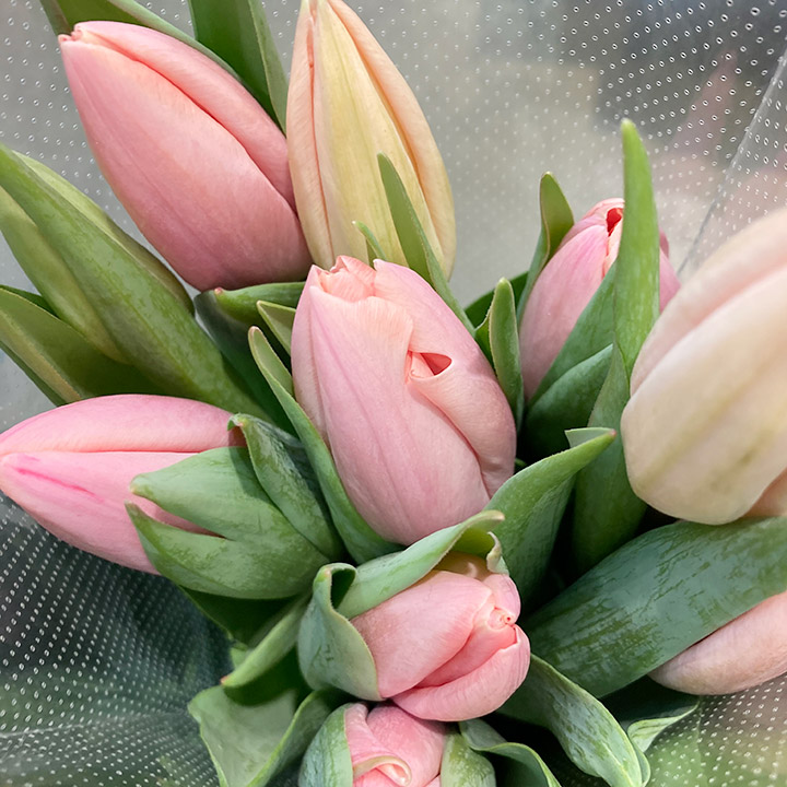 チューリップ　オレンジ タイス　2L 推奨産地【予約メニュー】