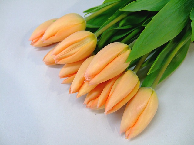 チューリップ　オレンジ アプリコットビューティ 秀Ｌ (淡オレンジ)