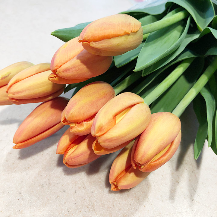 チューリップ　オレンジ デルタストーム　　2L 推奨産地【予約メニュー】