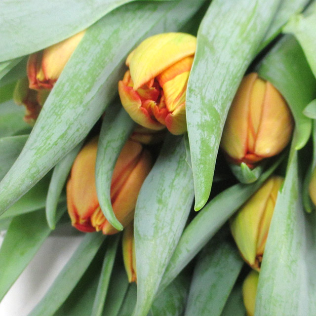 チューリップ　オレンジ ロレンゾ 秀Ｌ (淡オレンジ)