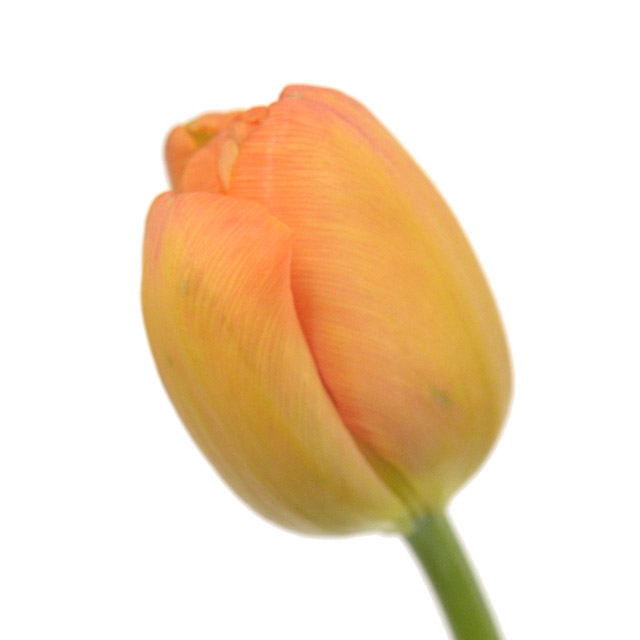 チューリップ　オレンジ チューリップ　オレンジ　2L 推奨産地【予約メニュー】