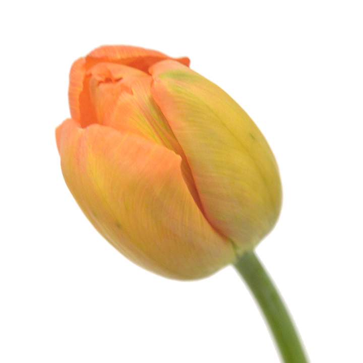 チューリップ　オレンジ　2L 推奨産地【予約メニュー】