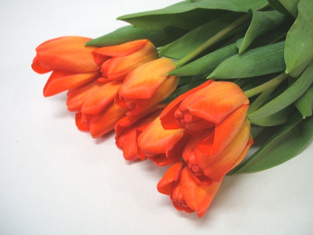 チューリップ　オレンジ ダーウィンオレンジ 秀２Ｌ (オレンジ)