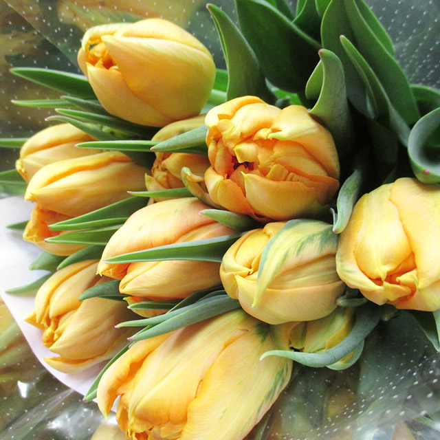 チューリップ オレンジ オルカ 秀L (オレンジ)｜東京店｜ハナノヒ