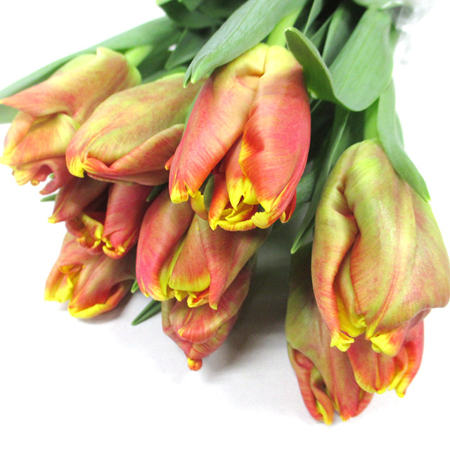 チューリップ　ディジェーパーロット　2L 推奨産地【予約メニュー】