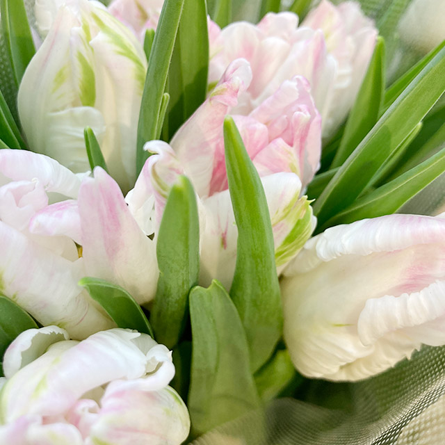 チューリップ　パーロット　ガバナ　2L 推奨産地【予約メニュー】