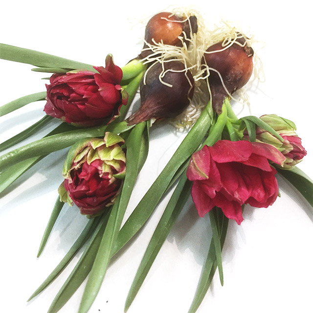 チュー　ゲンシュ＆Ｐロット テタテ 2/4まで1　球根付 (赤)