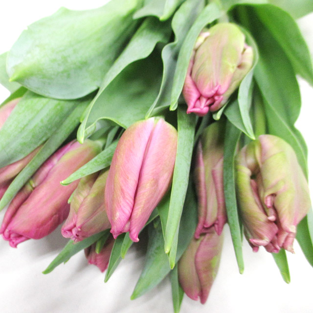 チューリップパーロット　マーベルパーロット Ｌ (濃ピンク)