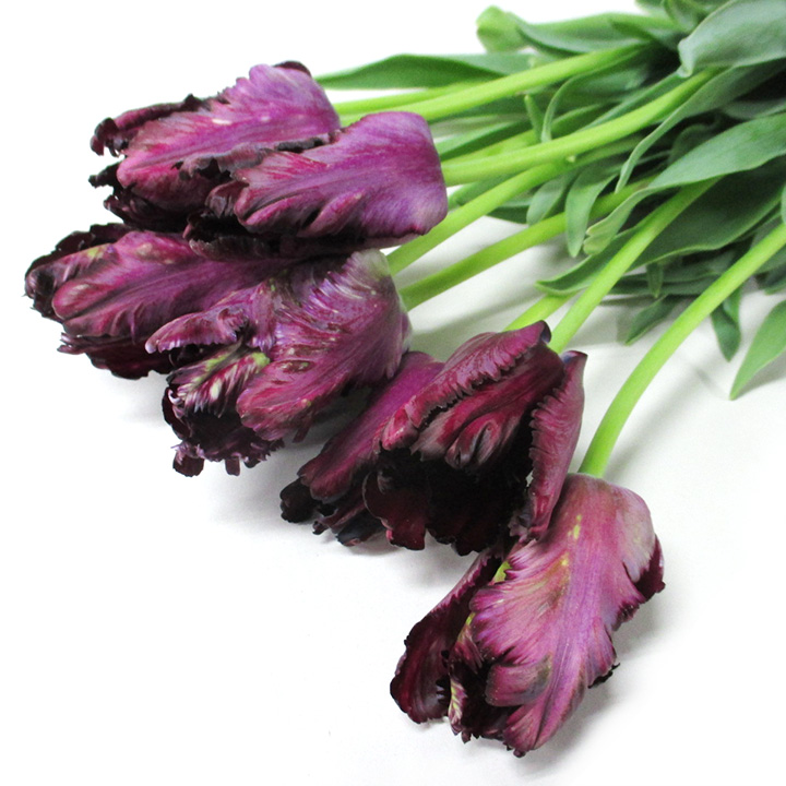 チューリップパーロット　ブラックパーロット 2L (濃紫)