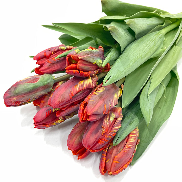 チューリップパーロット　ロココ 2L (その他)