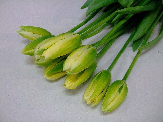 チューリップ ソノタ スプリンググリ－ン ｼｭｳ 2L (緑)｜東京店