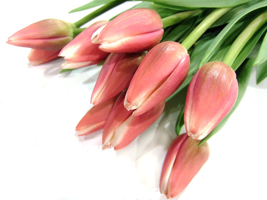 チューリップ　ソノタ ダッチデザイン　2L 推奨産地【予約メニュー】