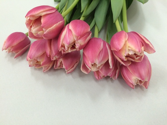 チューリップ　ソノタ コロンブス 秀２Ｌ (複色)