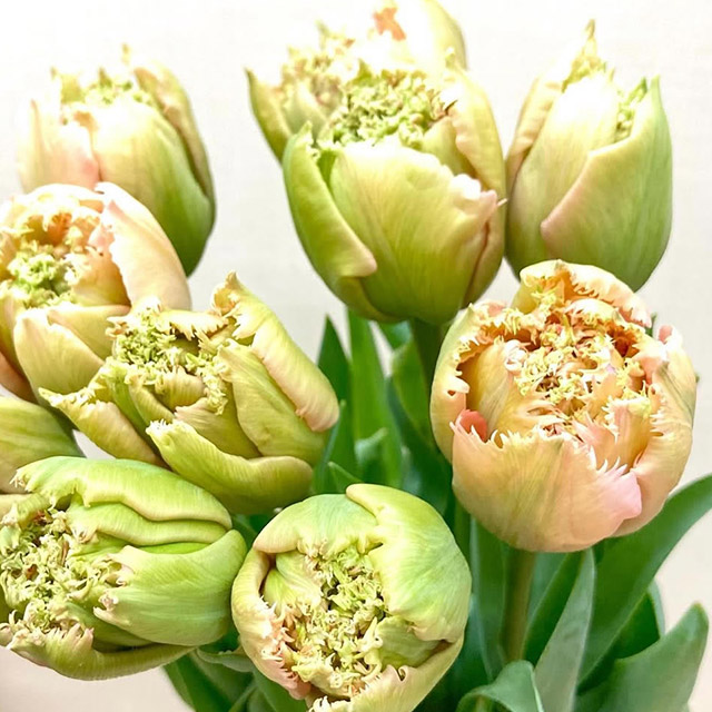 チューリップ　ソノタ ピンクマジック 秀２Ｌ　固めです (複色)