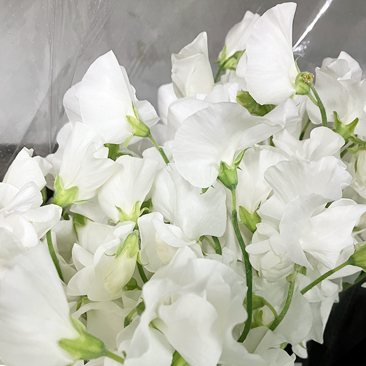 スイートピー　Ｗ　＆　Ｃ イースターパレード ４Ｐ2L (白)