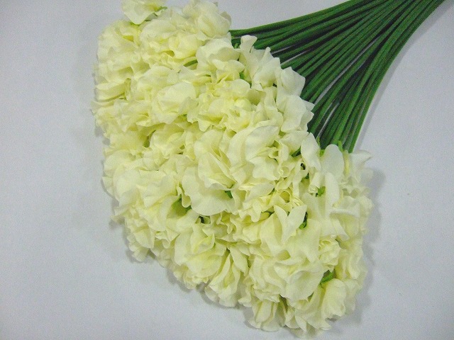 スイートピー　Ｗ　＆　Ｃ　クリーム　2L 推奨産地【予約メニュー】