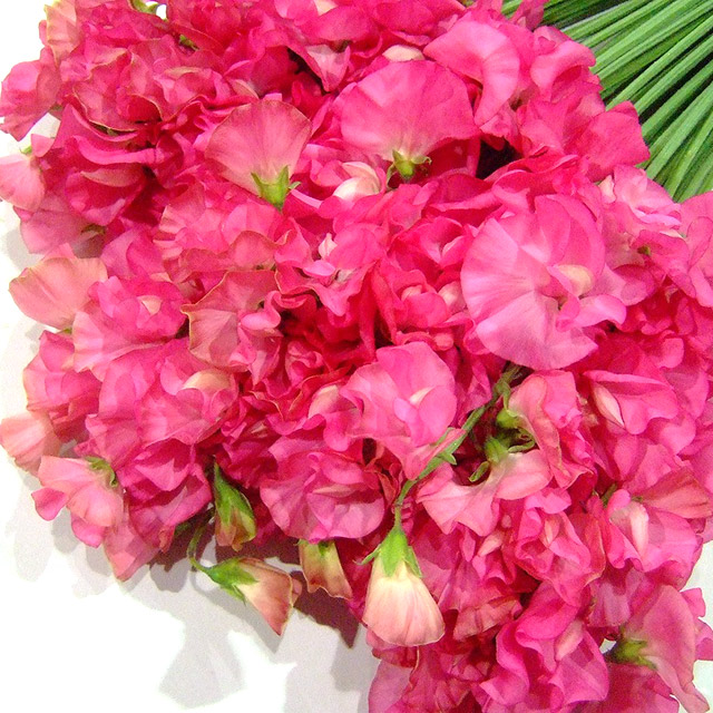 スイートピー　Ｒ＆Ｐ＆Ａ ハッピー 3/11まで　1　Ｌ (濃ピンク)