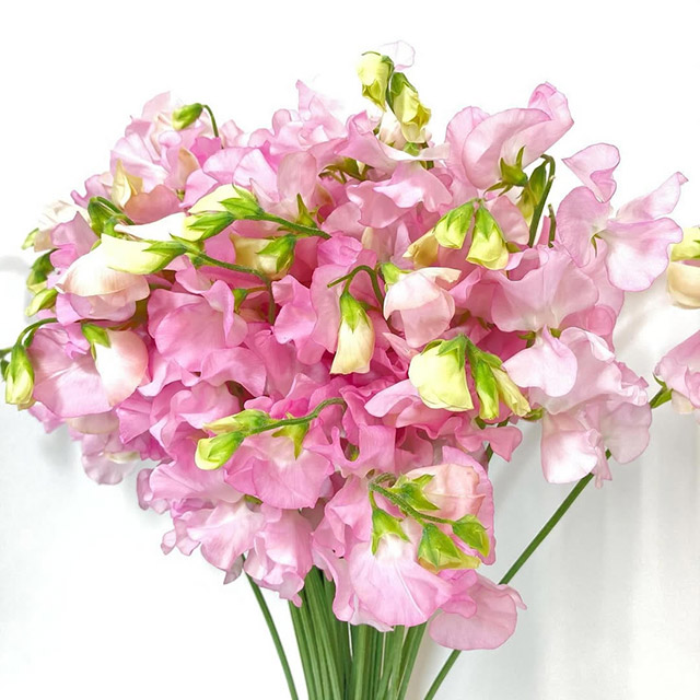 スイートピー　Ｒ＆Ｐ＆Ａ エンゼルキッス ４Ｐ2L (淡ピンク)