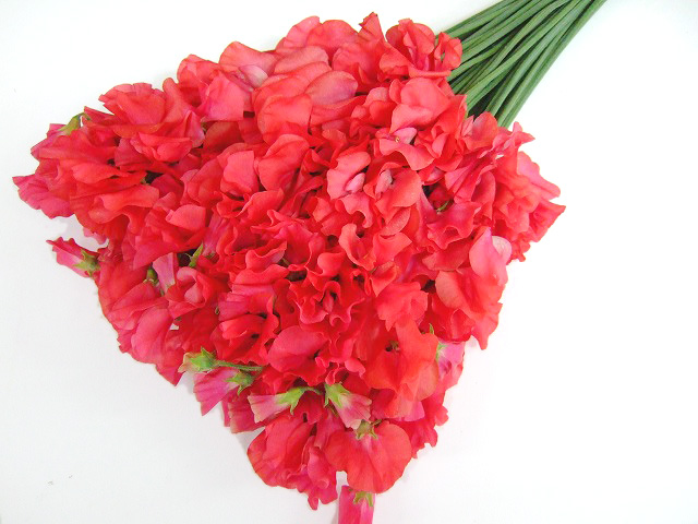 スイートピー　Ｒ＆Ｐ＆Ａ スカーレット 2L (赤)