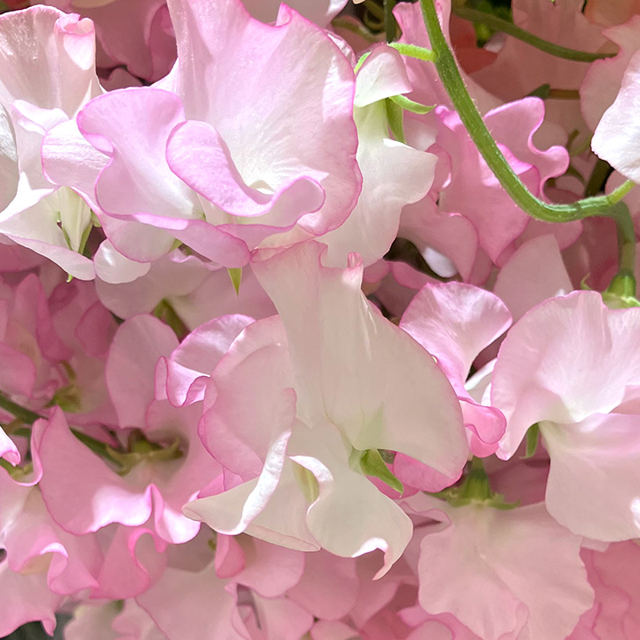 スイートピー　Ｒ＆Ｐ＆Ａ　ライトピンク　2L 推奨産地【予約メニュー】