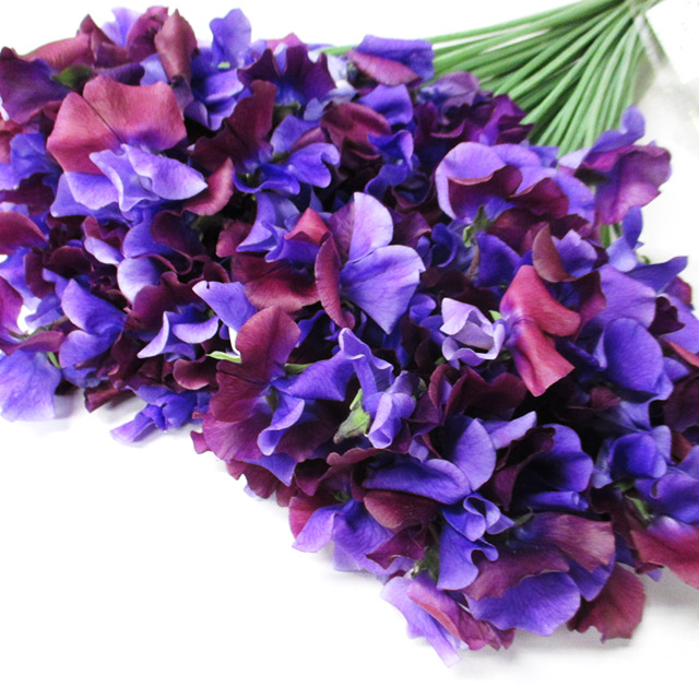 スイートピー　Ｖ　＆　Ｂ シキブ 4PL (濃紫)